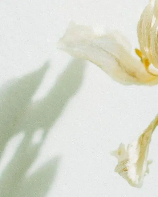 A veces, basta con atreverse a dar el primer paso.Por eso hemos creado nuestro pack Dharma de 5 clases, una forma sencilla y flexible de volver al cuerpo, moverte a tu ritmo y descubrir qué tipo de práctica encaja contigo.Sin prisas. Sin presión. Solo el espacio para empezar.Disponible ya en nuestra web para acompañarte en este comienzo de año.¿Te animas? 🤍Hasta el 10 de enero tenemos descuento en nuestros packs de clases con el código SANGHAXMAS#yoga #yogapractice #newbeginnings #asana #barcelona