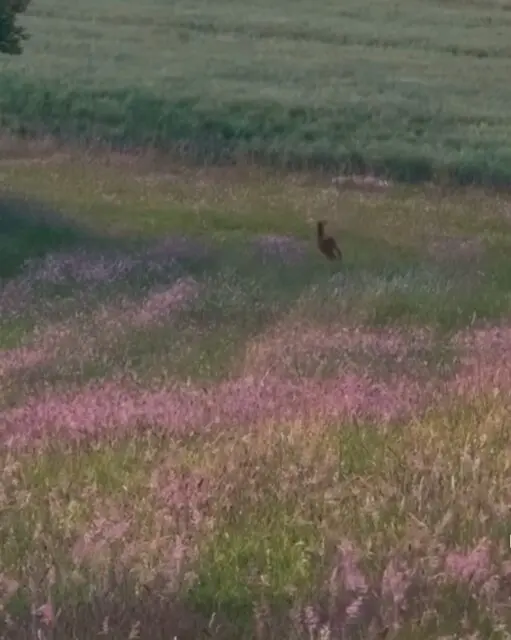 Observar sin traducir.Dejar que la imagen baste.